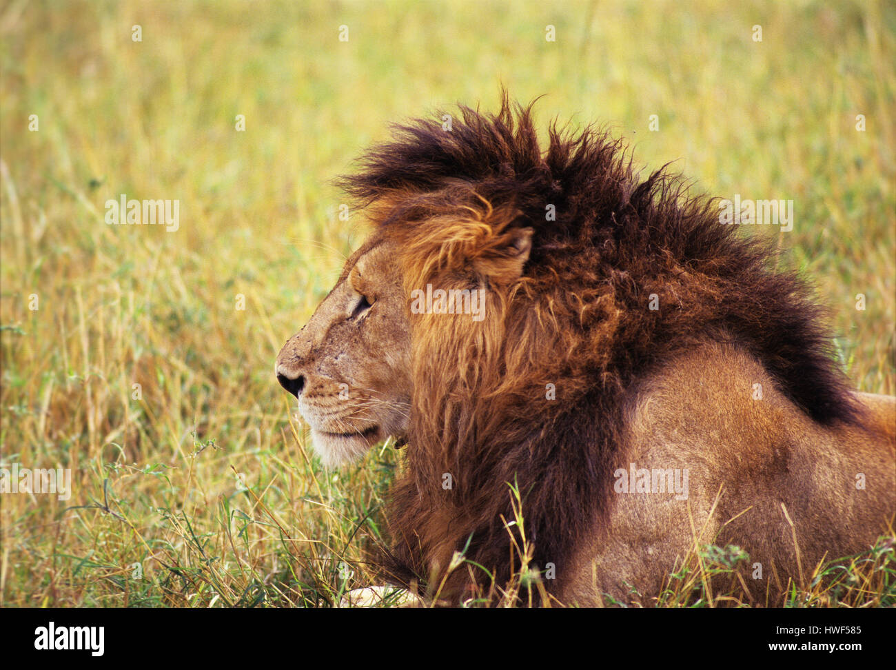 Male lion (Panthera leo) in Masai Mara Game Reserve, Kenya Stock Photo ...