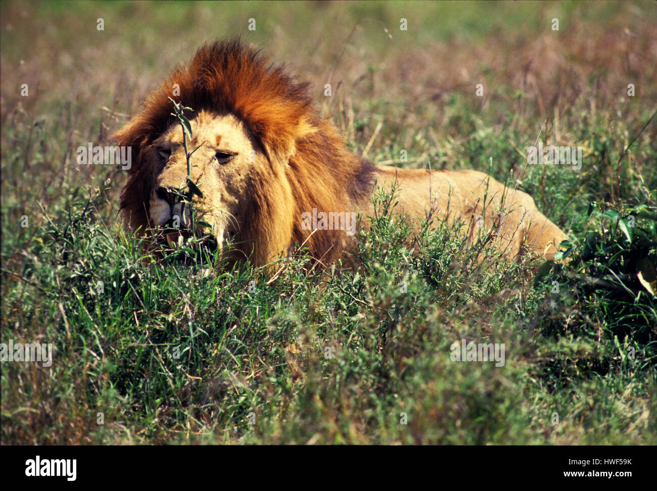 Male lion (Panthera leo) in Masai Mara Game Reserve, Kenya Stock Photo ...