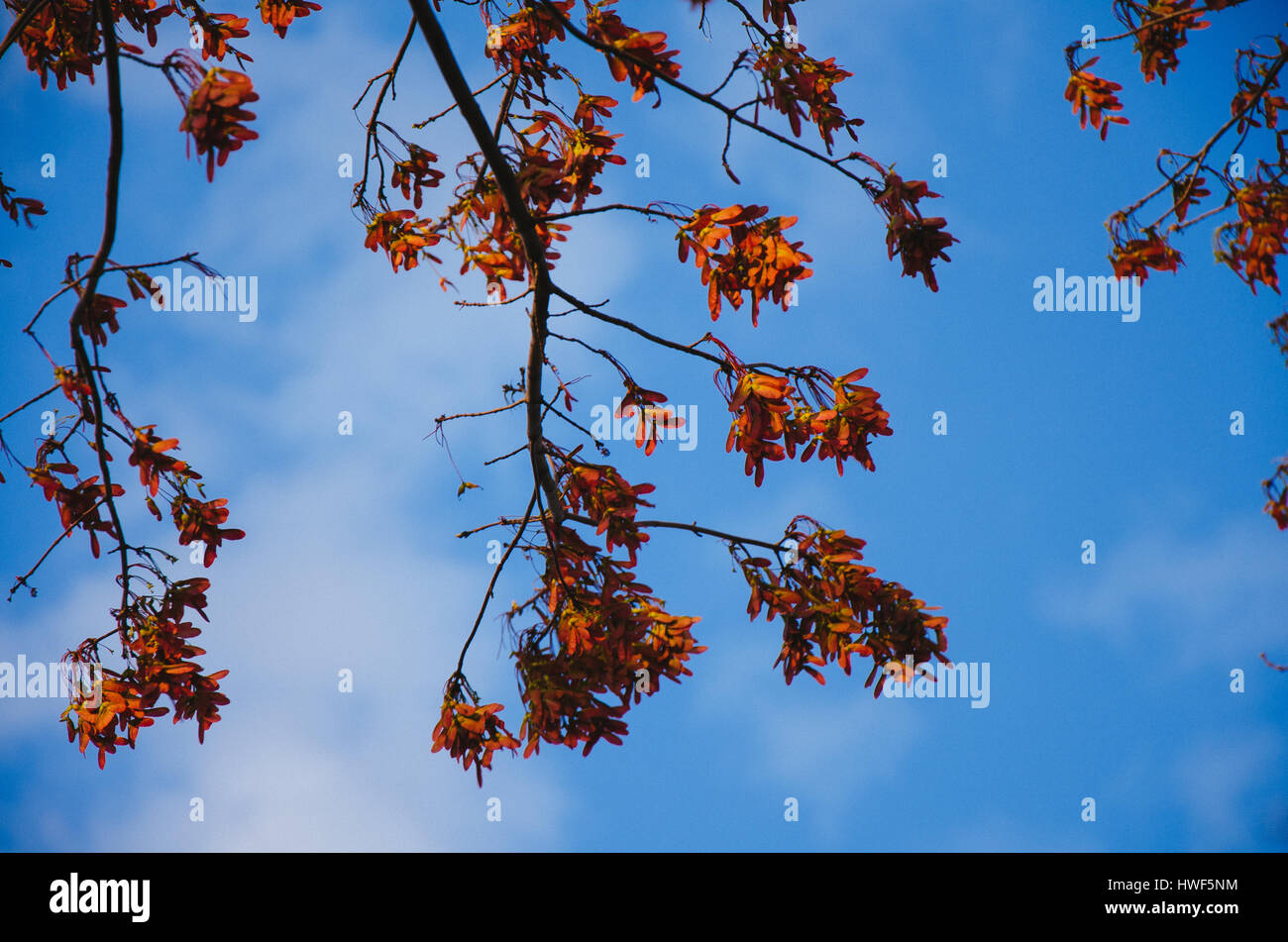 Viewing a tree with orange leaves off its branches. The sky is blue ...