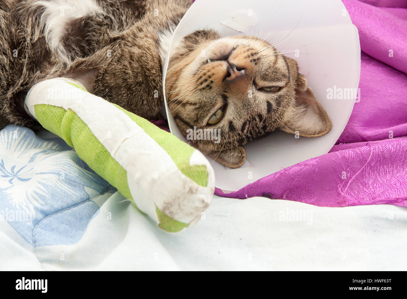 cat wearing a Elizabethan collar and Cat leg splint sleeping on fabric. Stock Photo