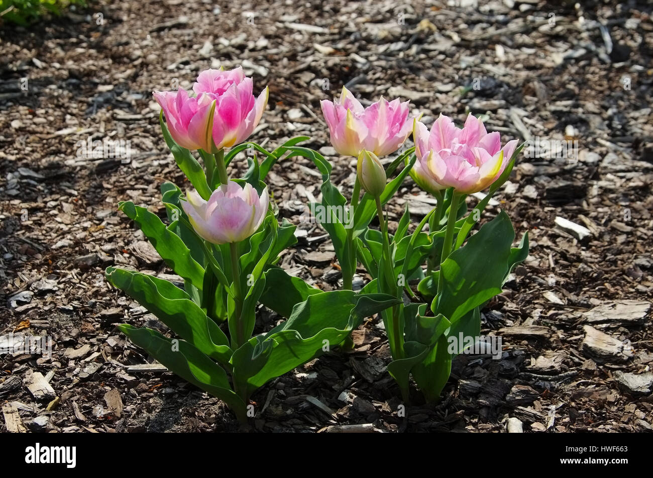 Tulpe rosa - tulip pink 01 Stock Photo