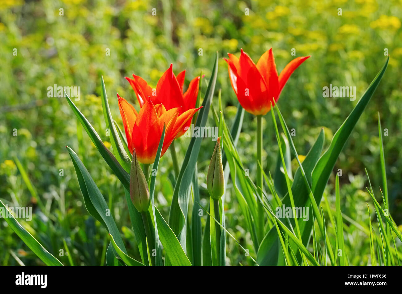 Tulpe rot - tulip red 22 Stock Photo