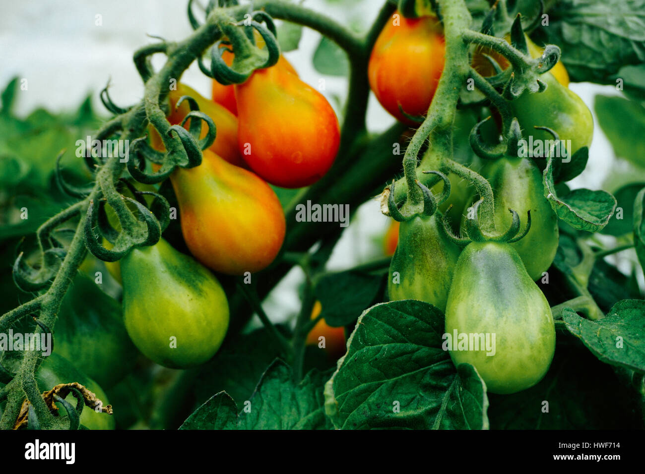 A tomato plant with red and green tomatoes Stock Photo - Alamy