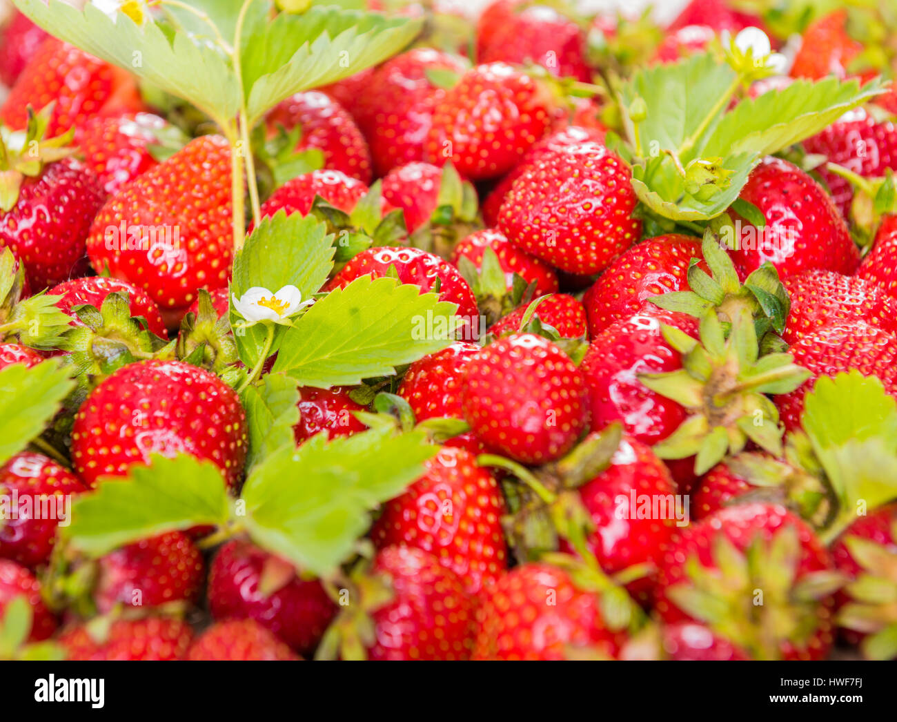 summer pattern of fresh red strawberry with leaves Stock Photo - Alamy