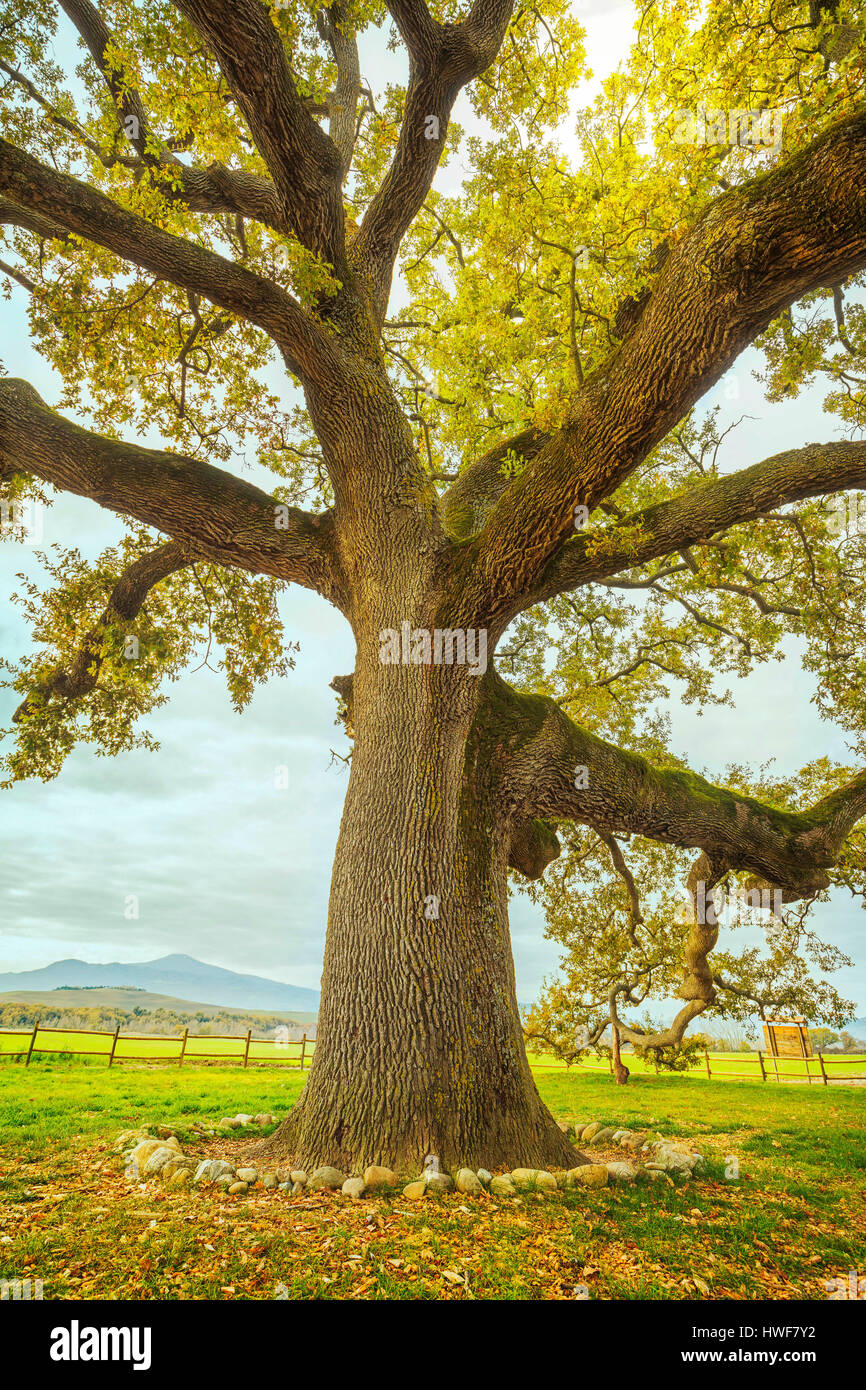 Big and secular oak tree on a green meadow. Tuscany, Italy Europe. Stock Photo