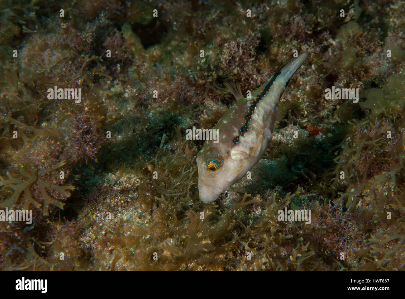 Macaronesian sharpnose-puffer, Canthigaster capistrata, Tetraodontidae, Tenerife, Canarian Islands, Spain, Atlantic Ocean Stock Photo