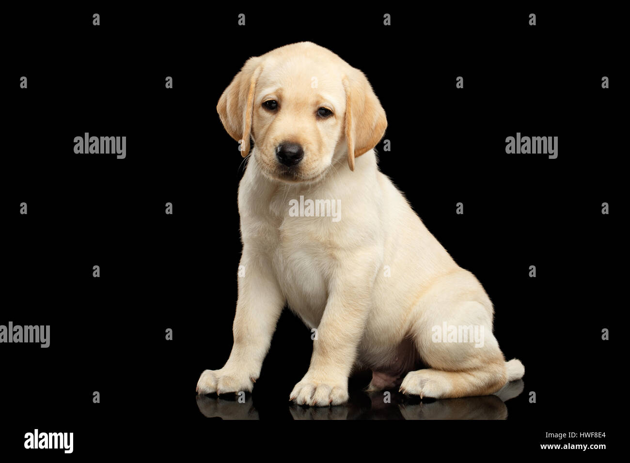 Golden Labrador Retriever puppy isolated on black background Stock Photo -  Alamy