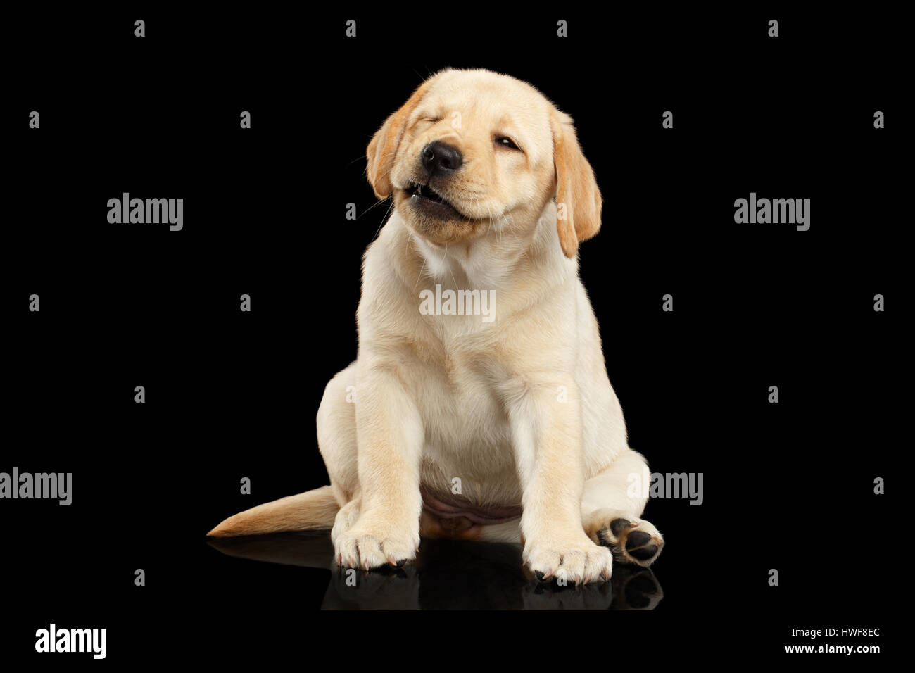 Golden Labrador Retriever puppy isolated on black background Stock Photo