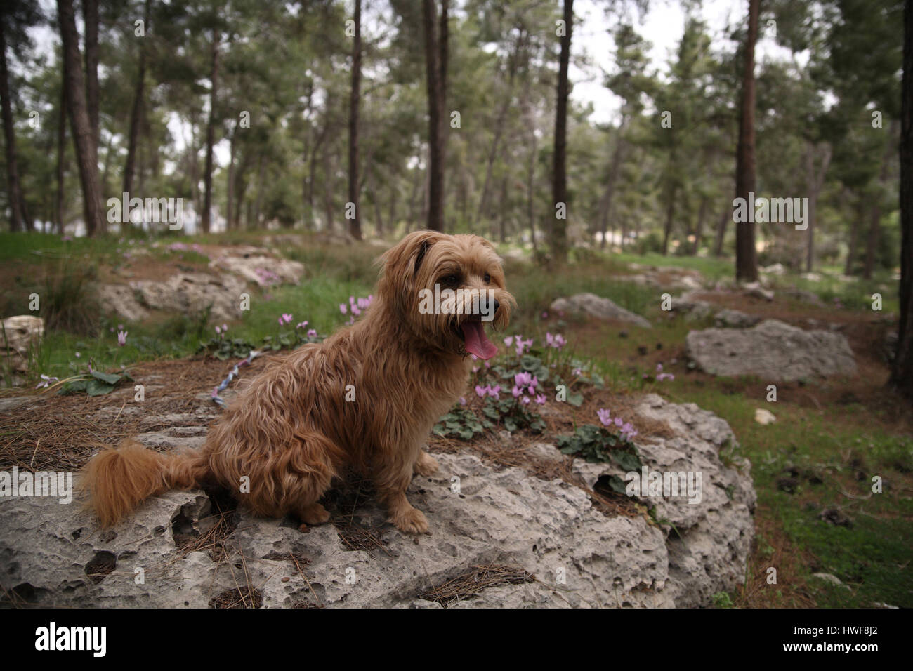A yorkshire terrier dog rests with his tongue out on a dolomite rock with cyclamen flowers and pine trees behind. Aminadav Forest, Jerusalem, Israel. Stock Photo
