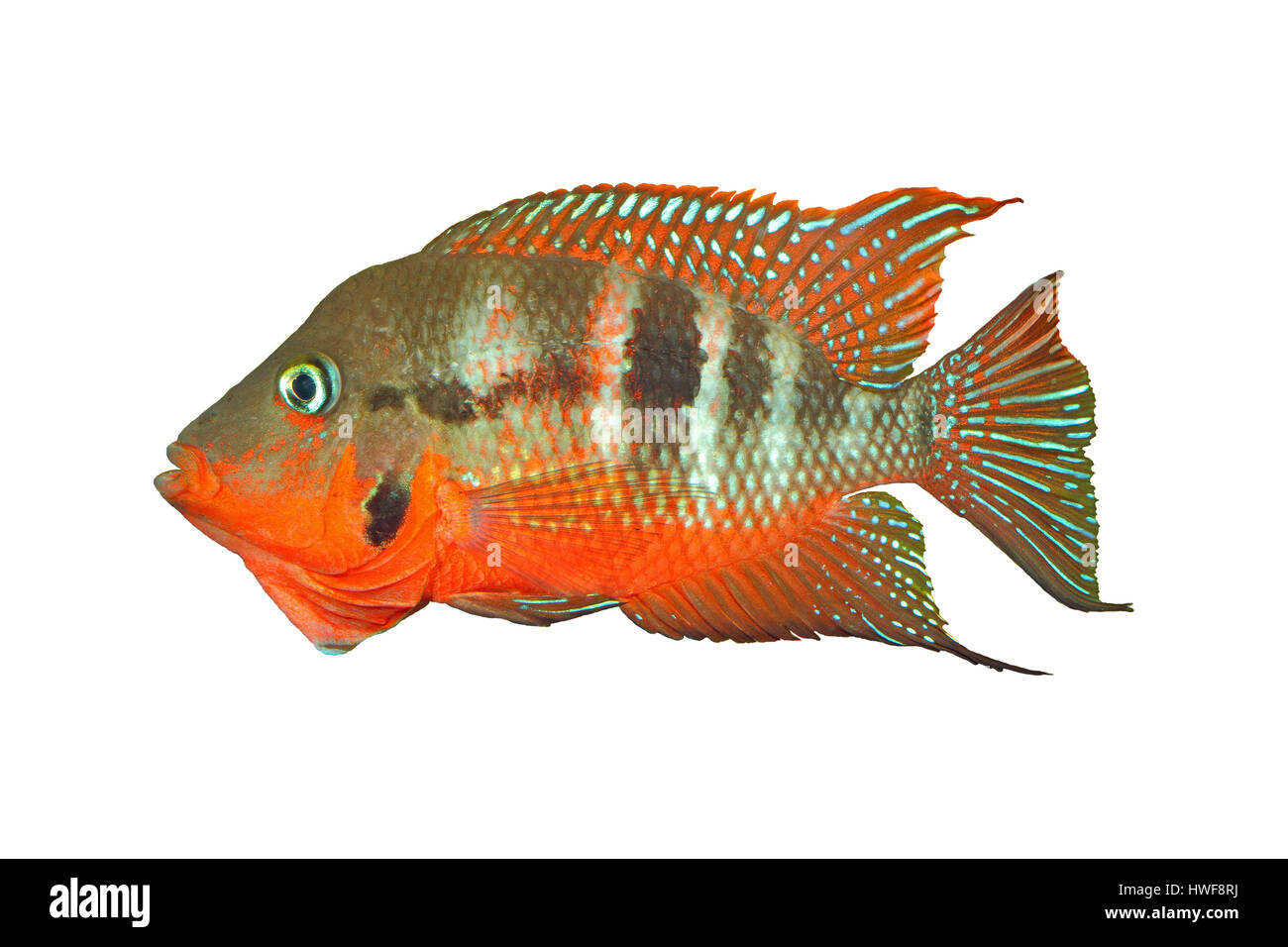 Mexican Fire Mouth (Thorichthys meeki) - male, isolated Stock Photo