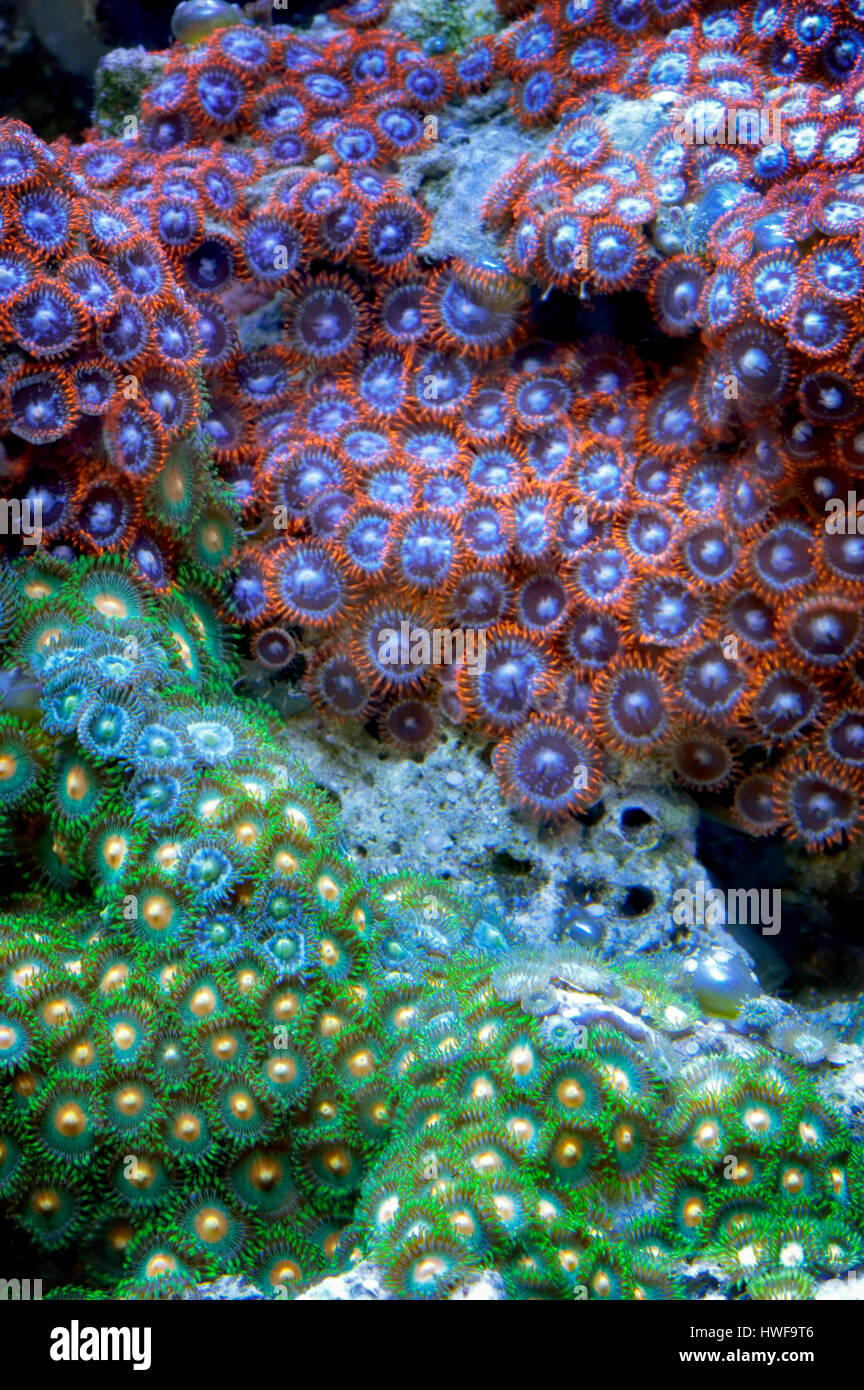 Acan corals. Upscales store. Tualitin. Oregon Stock Photo