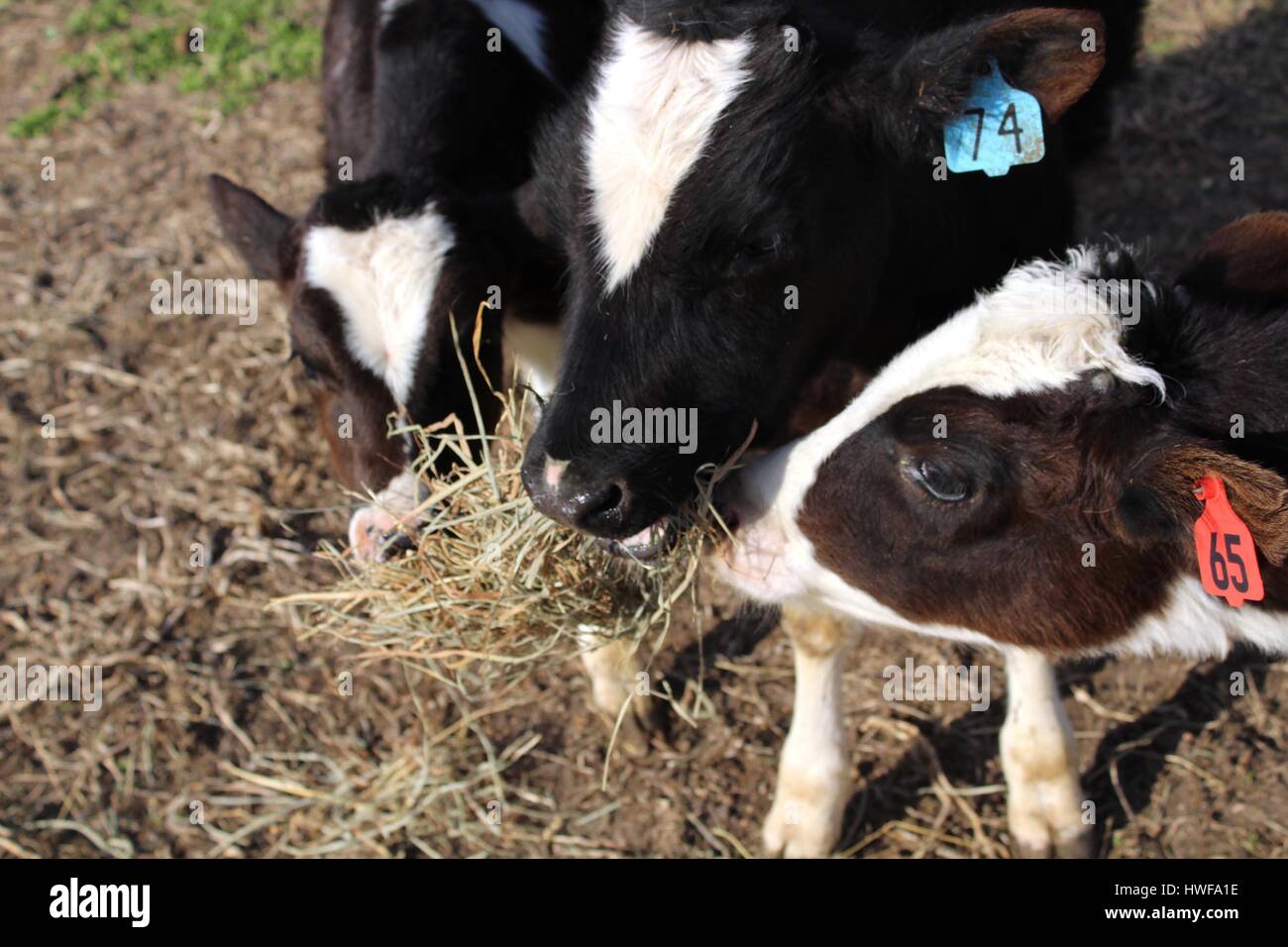 Three calves eating hay Stock Photo Alamy