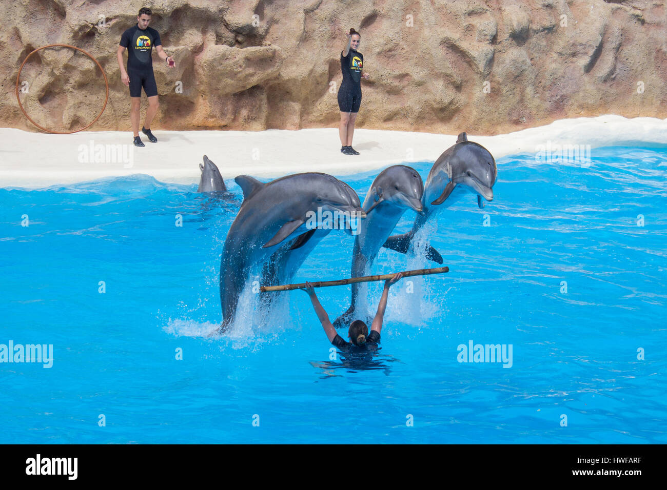 Tenerife, Spain - march 13, 2017: Jumping dolphins at dolphin show at Loro Parque in Tenerife, Spain. Stock Photo