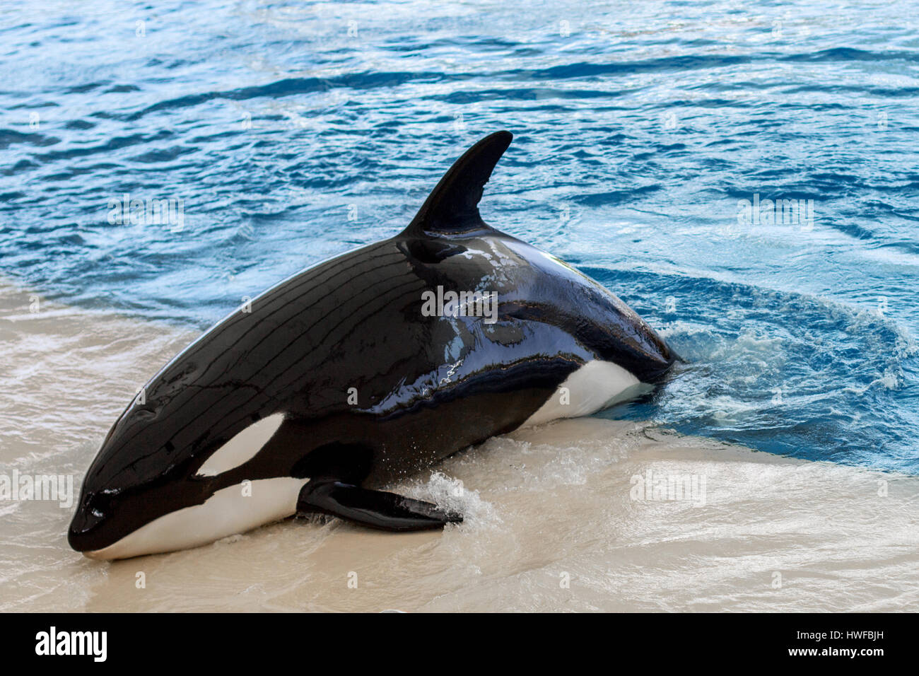 orca whale, killer whale outside pool water Stock Photo