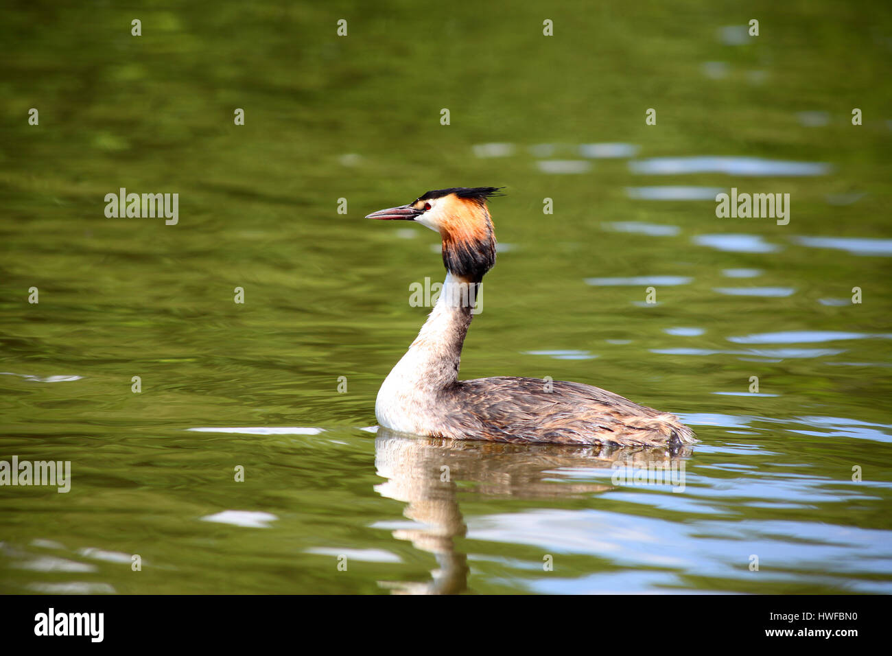 Great crested grebe Stock Photo