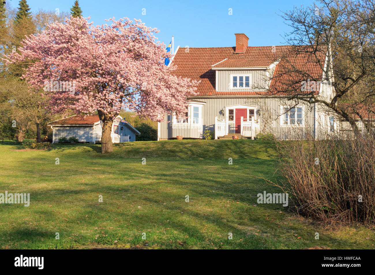 Typical swedish or scandinavian wooden house exterior with blossoming cherry blossom tree in front  Model Release: No.  Property Release: No.  Info: Photographer's understanding (but not guaranteed) is that property release is not needed for private properties for commercial use according to swedish law for images taken from public land/road. Image taken from public road. Stock Photo
