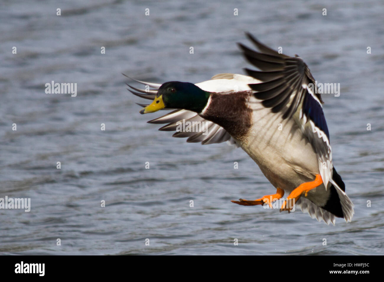 Male mallard duck with wings outstretched approaching a landing on water Stock Photo