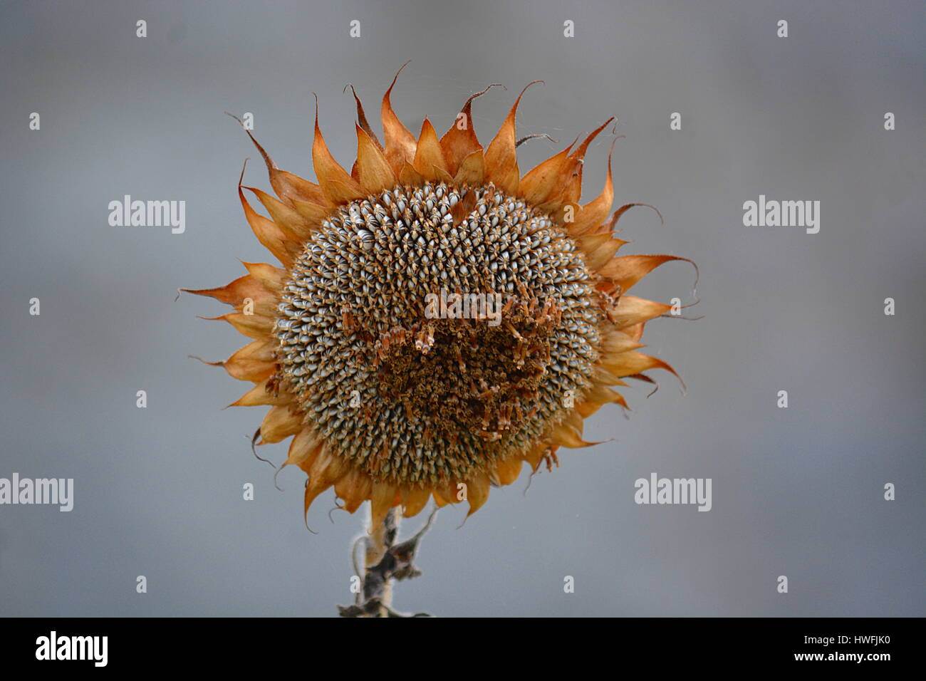 Photo De Fleur Stock Photos Photo De Fleur Stock Images