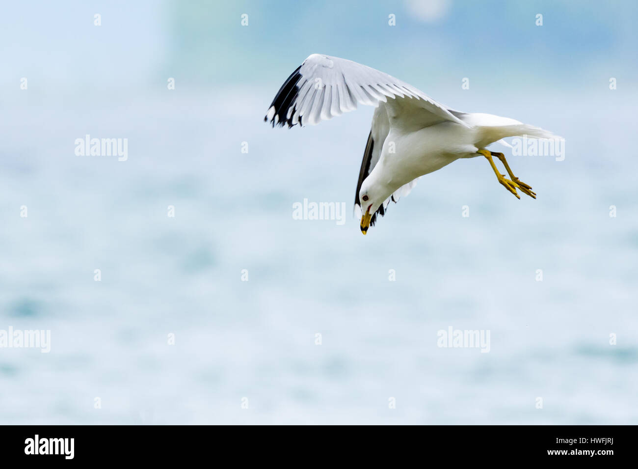 Ring-billed Gull (Larus delawarensis) diving for food in the water. Stock Photo