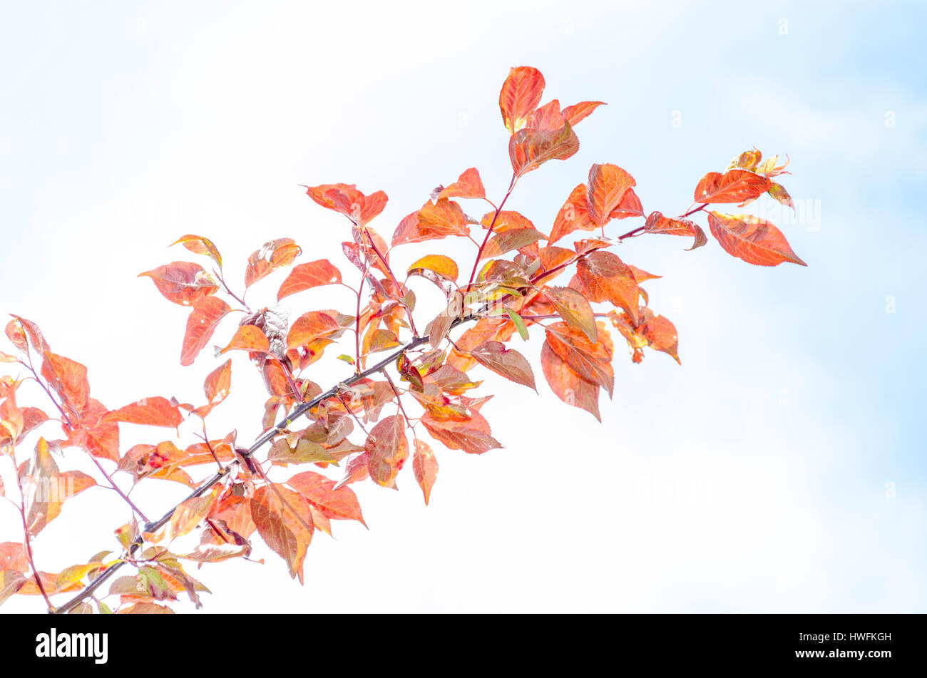 Photinia red robin hedge hi-res stock photography and images - Alamy