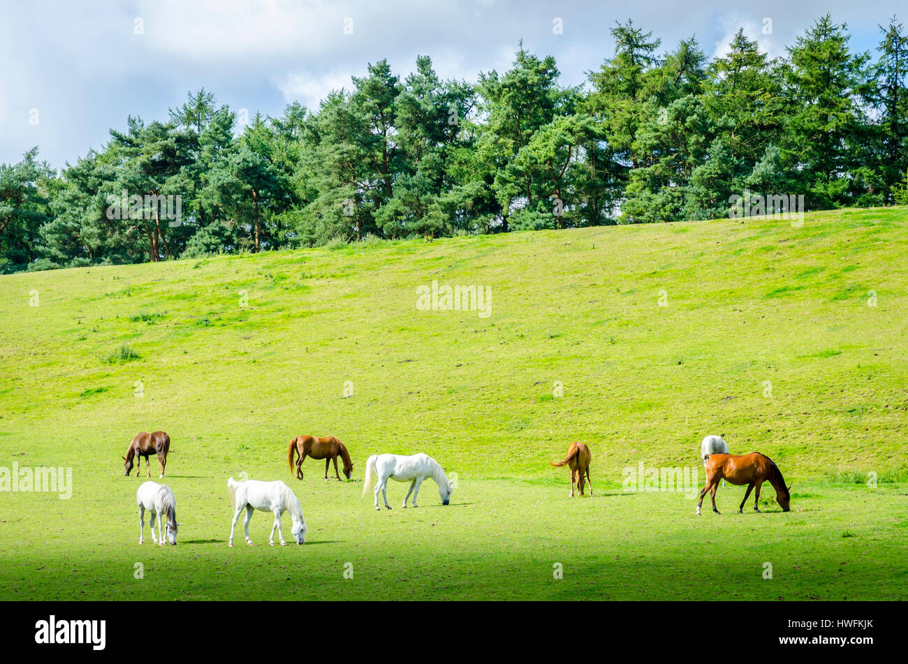 Horses in a field in Devon Stock Photo