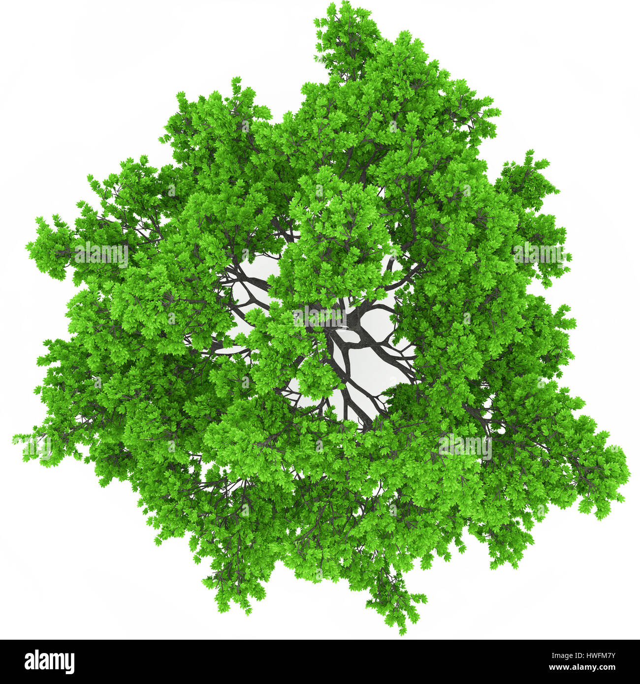 Tree view Cut Out Stock Images & Pictures