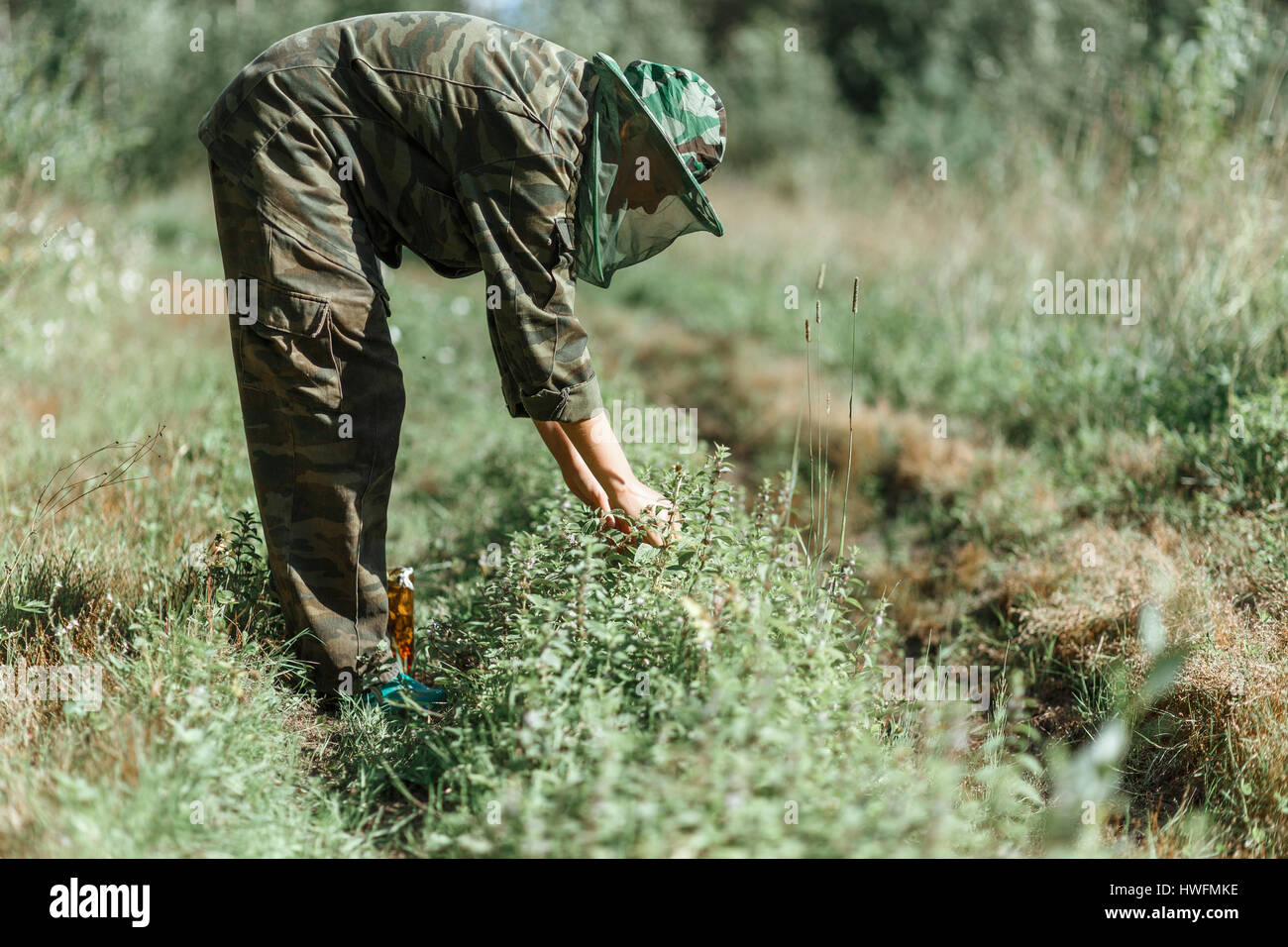 Woman in camouflage protection clothes gathering mint leaves by hands, selected focus with nature green forest background, shiny sunny light Stock Photo