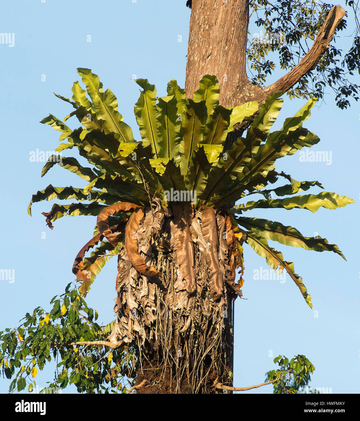 Bird's-nest fern (Asplenium nidus) from Sabah, Borneo. Stock Photo