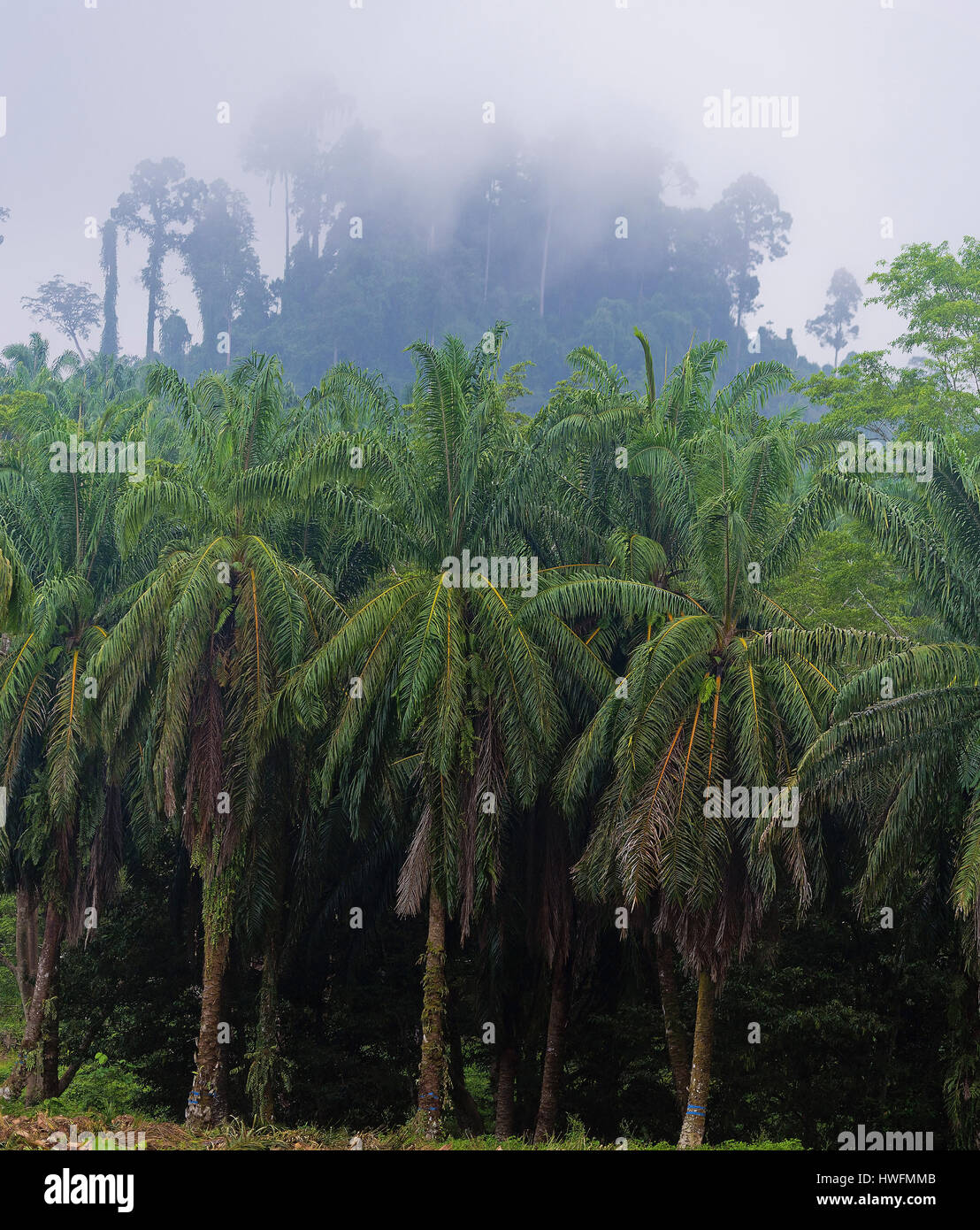 African oil palms (Elaeis guineensis) growing in front of primary rainforest in Tabin, Sabah, Borneo. Stock Photo