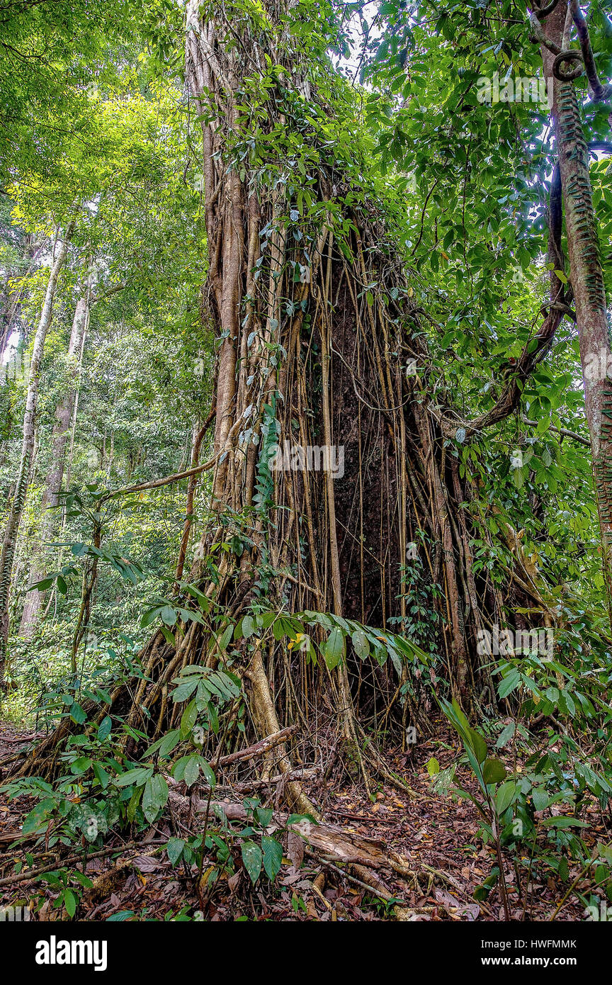A lage strangler fig (Ficus sp.) parasiting a huge tree in the dipterocarp rainforest of Danum Valley, Sabah, Borneo. Stock Photo