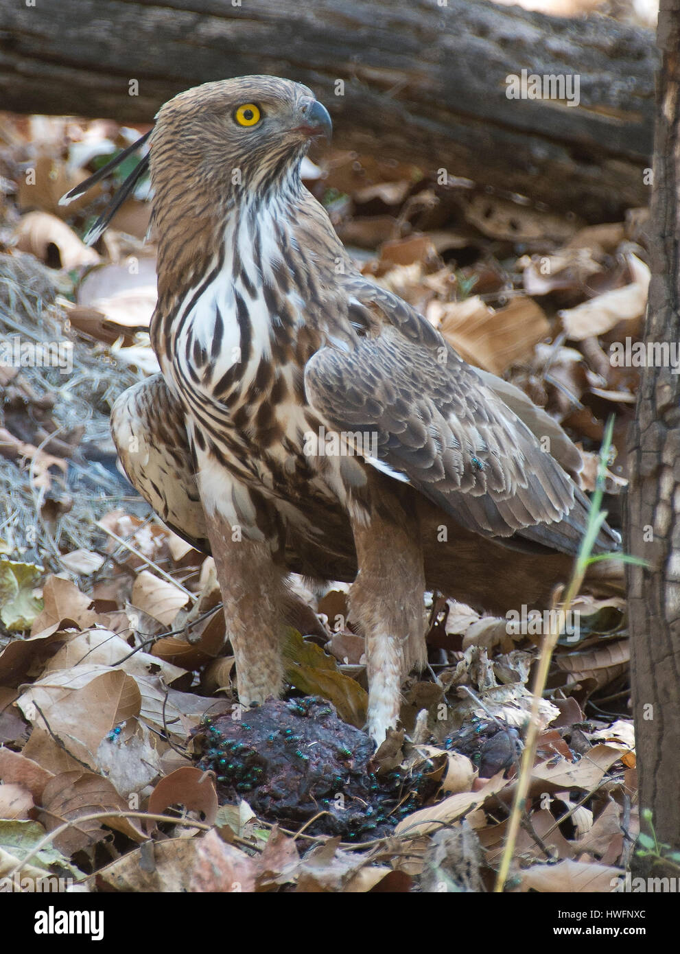 Changeable Hawk Eagle Spizaetus cirrhatus) with prey in Kanha National Park, India. Stock Photo