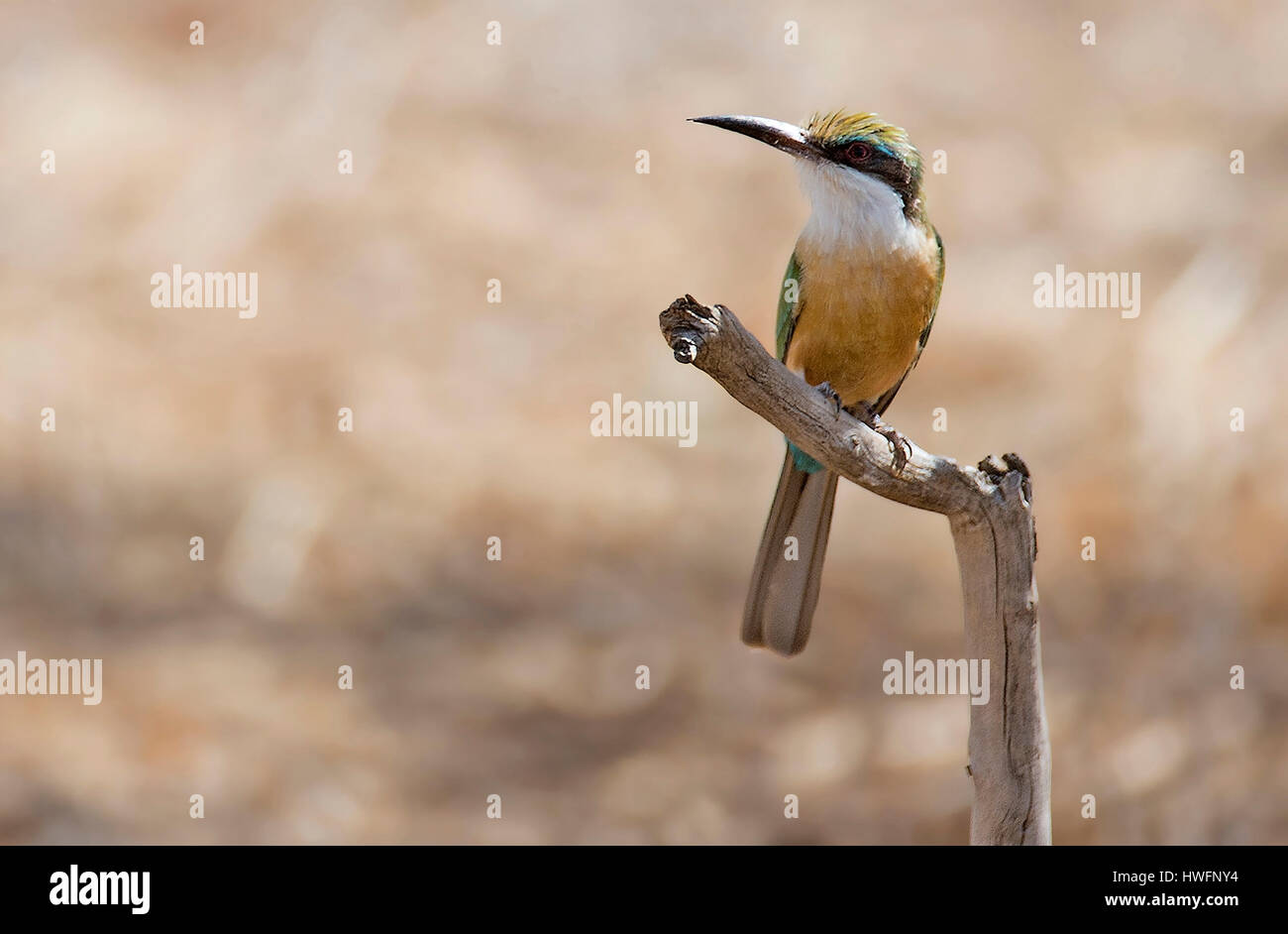 Somale Bee-eater (Merops revoilii) in Samburu National Reserve, Kenya. Stock Photo