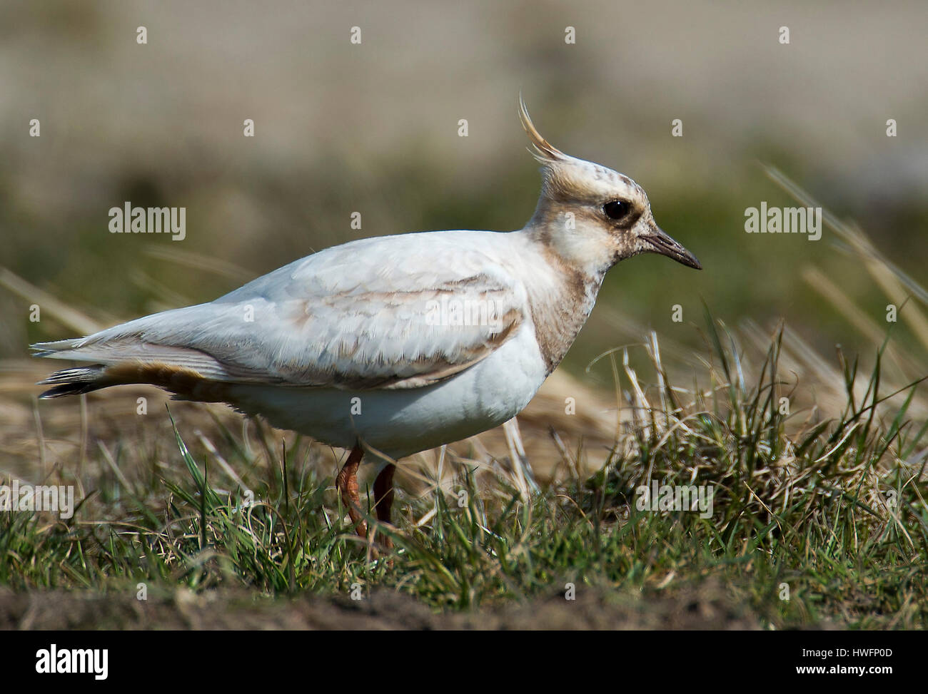 A partial albinistic mutant of Northern Lapwing (Vanellus vanellus) from Tipperne, Denmark. Stock Photo
