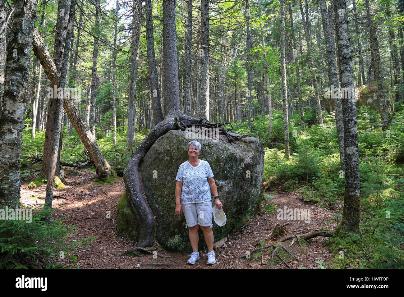 A grown tree rooted around a large boulder in Baxter State Park Stock