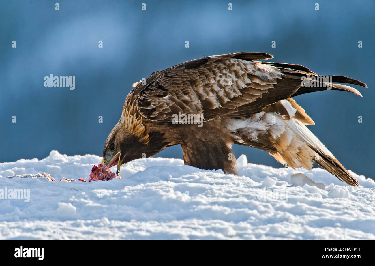 Golden eagle feeding Stock Photo Alamy