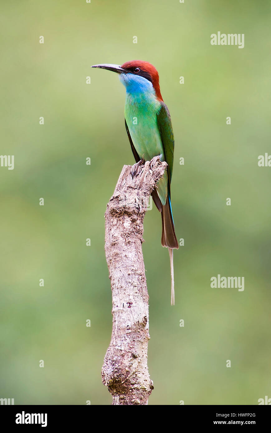 Blue-throated bee-eater, Merops viridis, from Danum Valley, Sabah, Borneo. Stock Photo