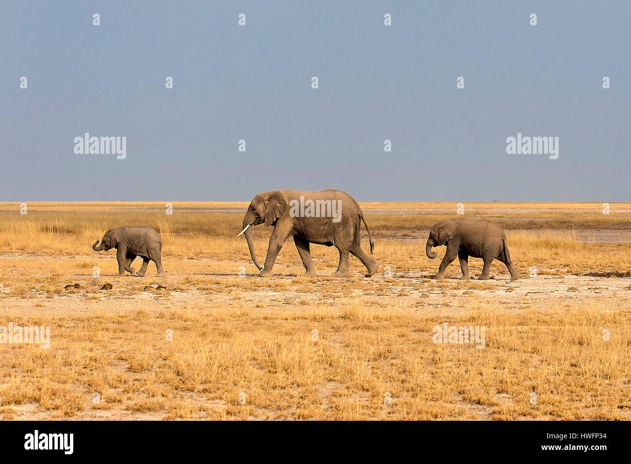 African elephants in Amboseli National Park, Kenya. Stock Photo