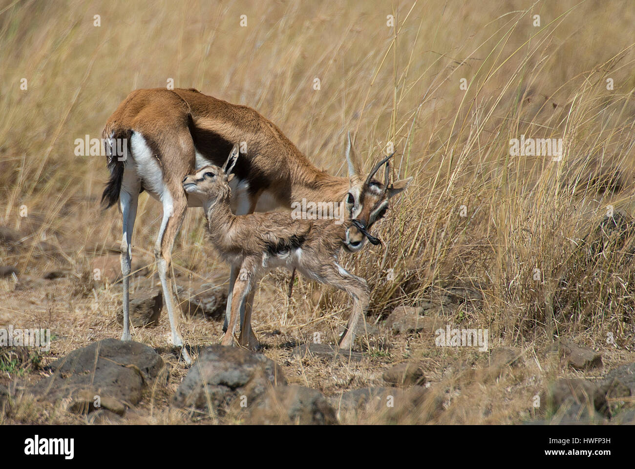 Mother and new born Thomson Gazelle in Maasai Mara, Kenya Stock Photo ...