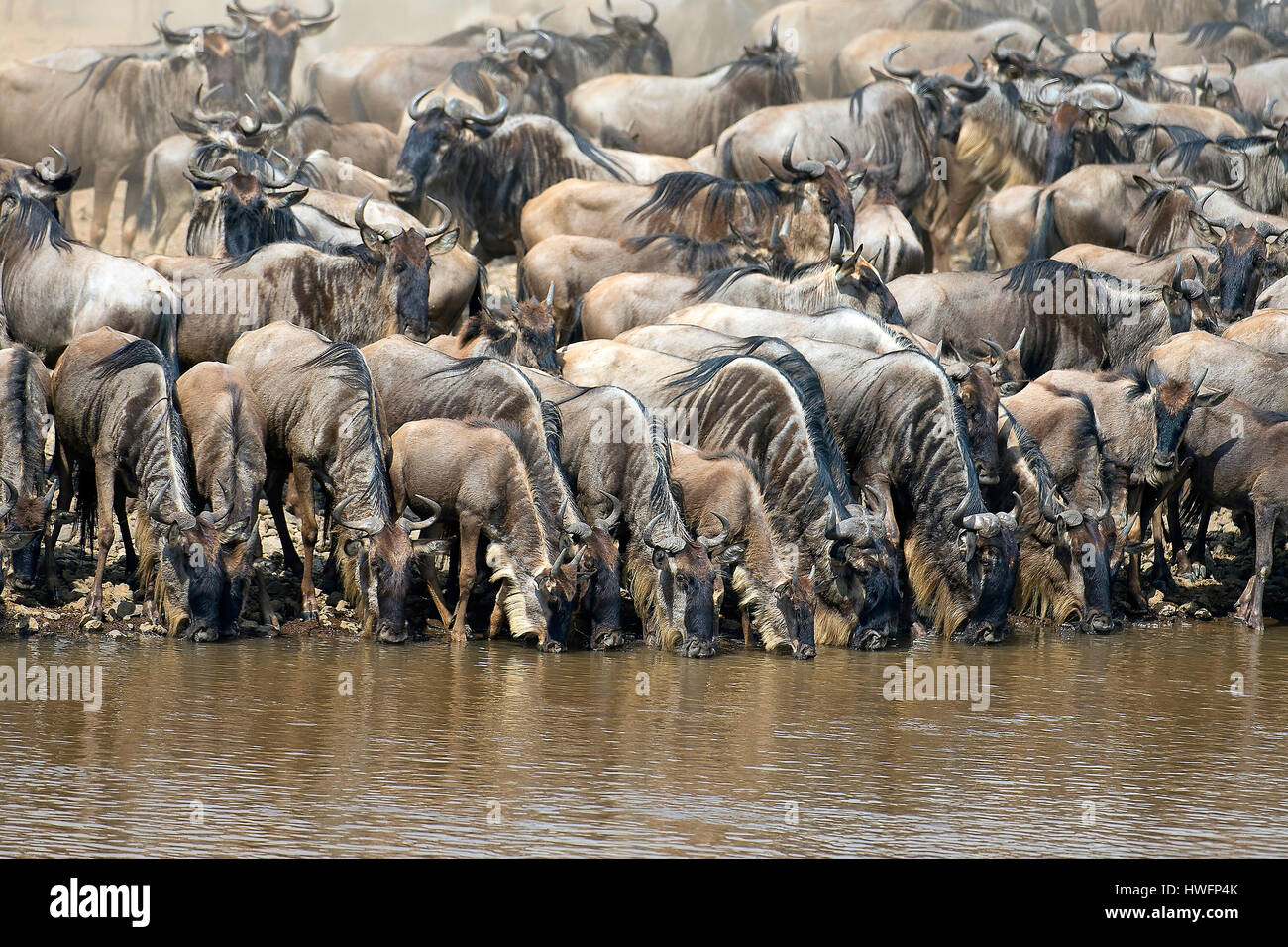 Mara gruppe hi-res stock photography and images - Alamy