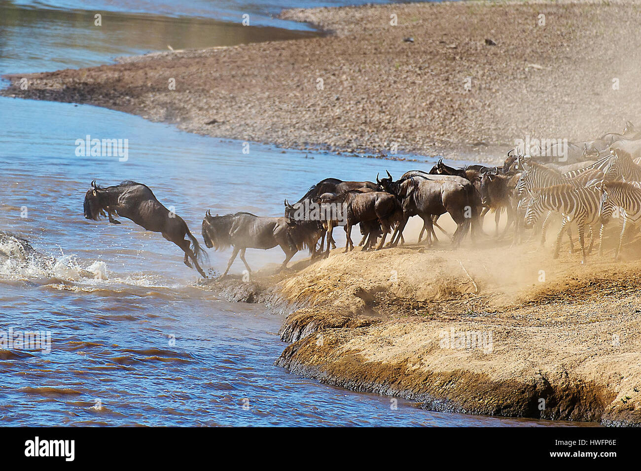 Herds of wildebeests crossing Mara River (Kenya) as a part of their annual great migration. Photo from August 2014. Stock Photo
