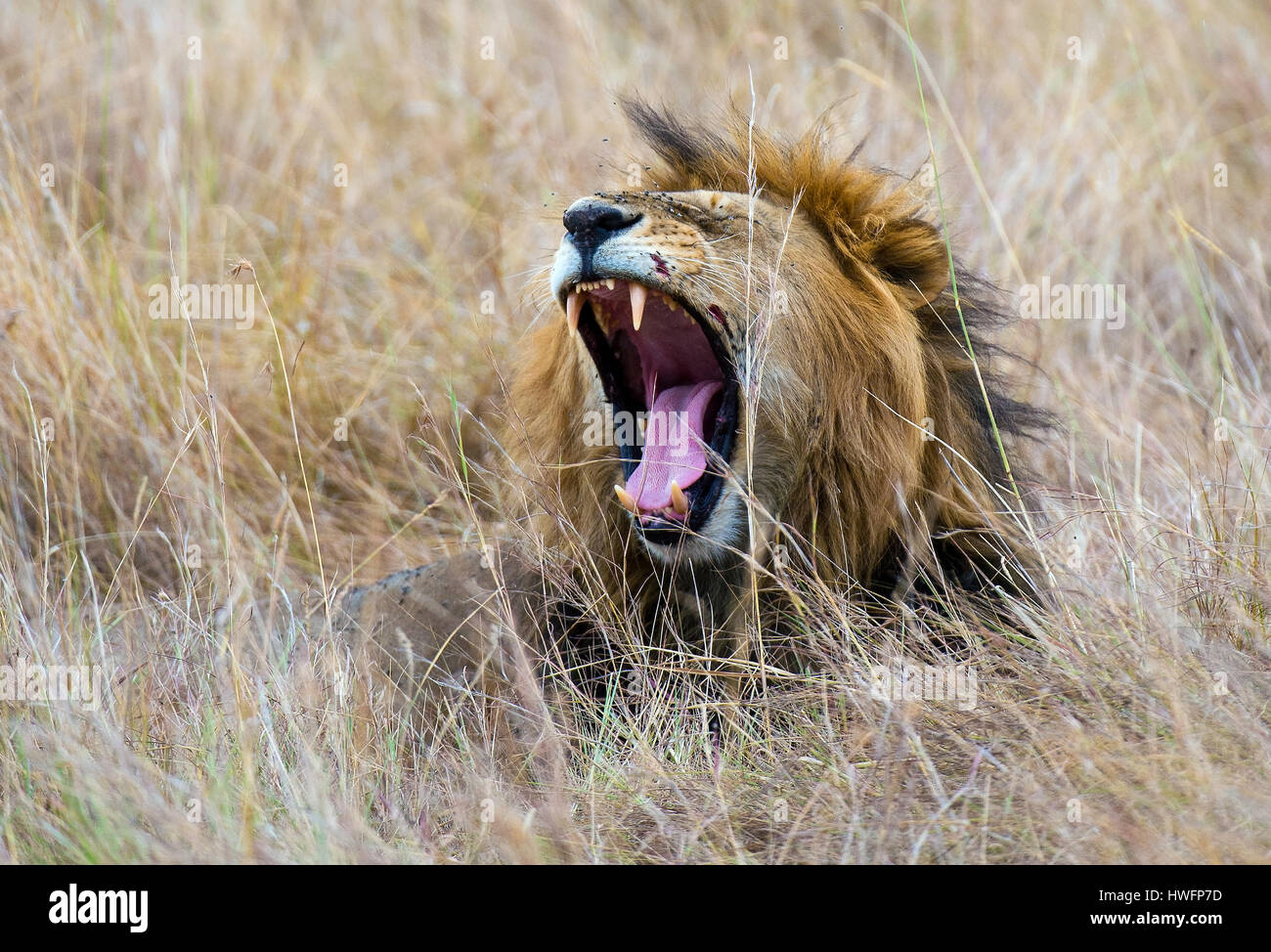 Male lion in the long grass of Maasai Mara, kenya Stock Photo - Alamy