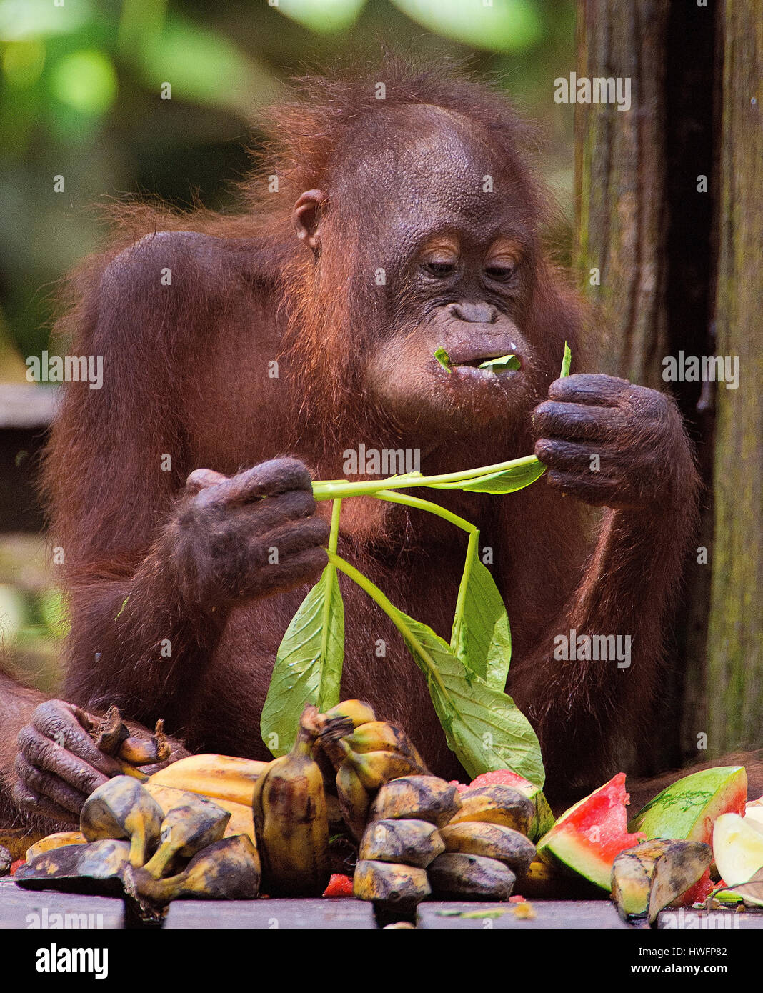 Juvenile orangutan feeding in Sepilok Orangutan Rehabilitation Centre, Sabah, Borneo. Stock Photo