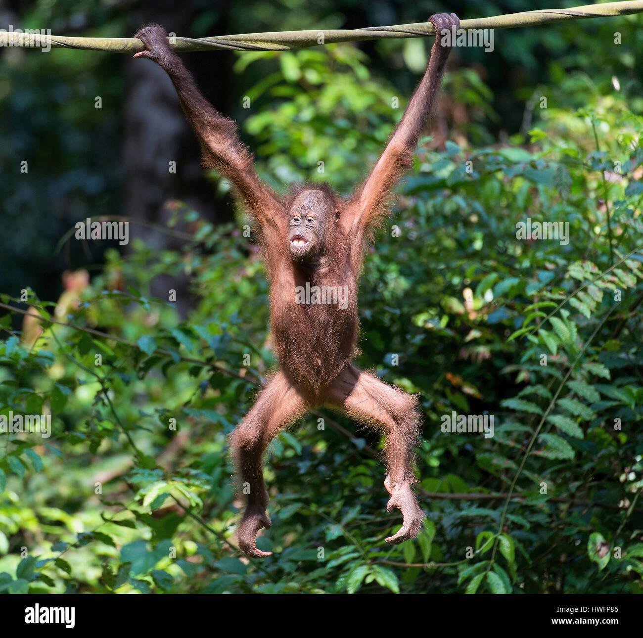 Juvenile orangutan i Sepilok Orangutan Rehabilitation Centre, Sabah, Borneo. Stock Photo