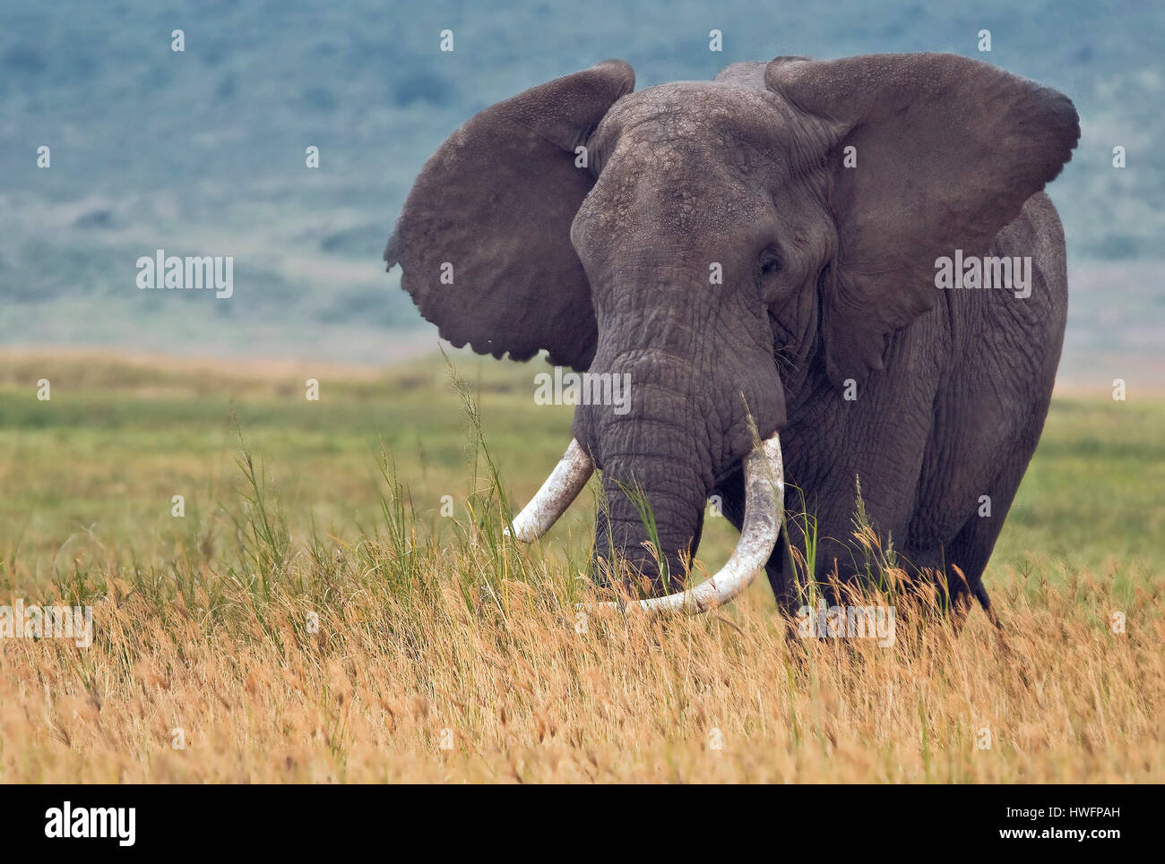 Old bull African Elephant, Loxodonta africana, in the Ngorongoro Crater, Tanzania. This elephant is 60-70 years old and live, like all elephants in Ng Stock Photo