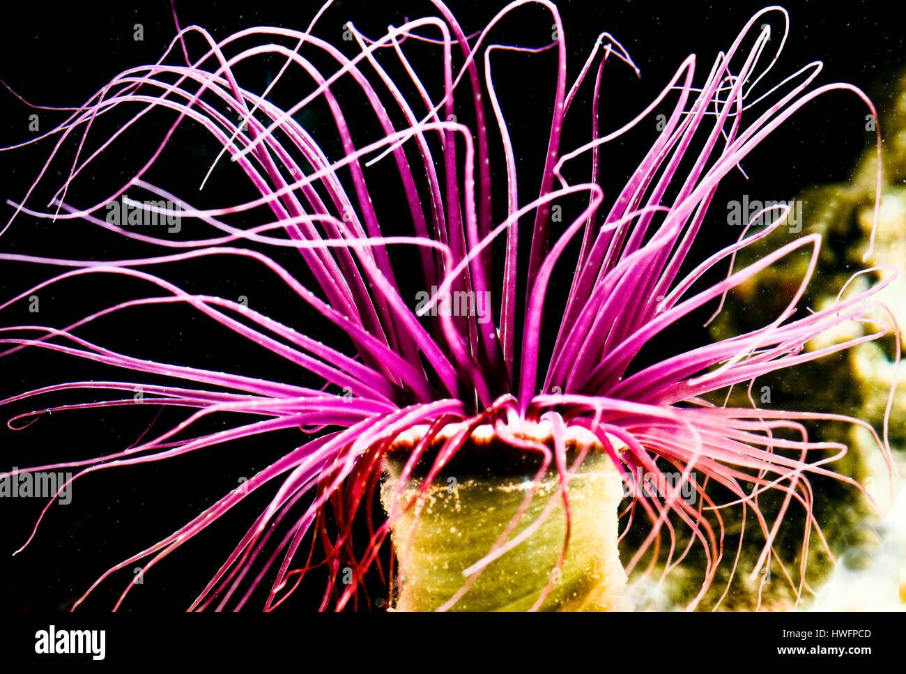 Tube Anemone - Cerianthus sp. Stock Photo
