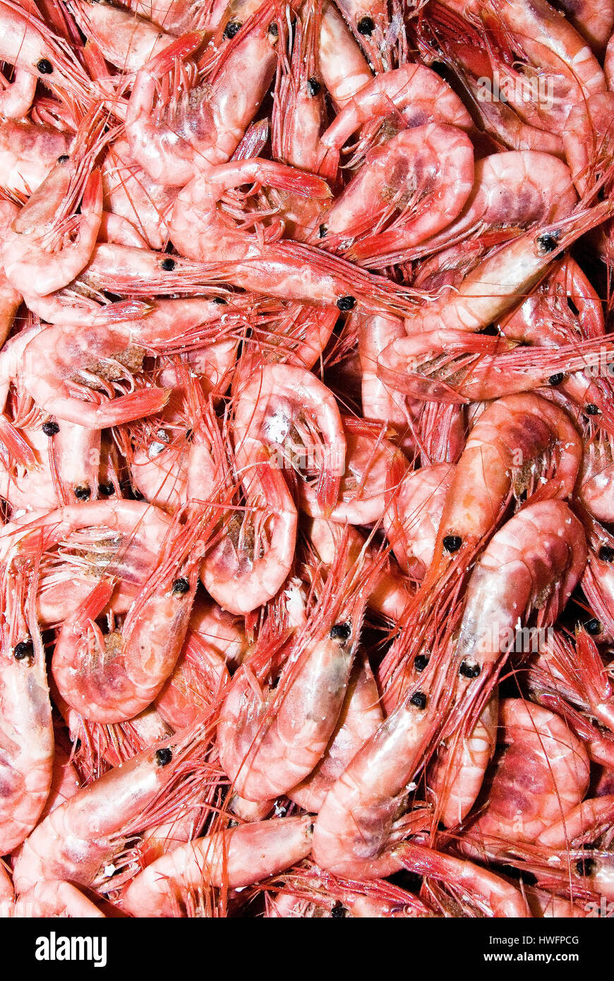 Newly boiled shrimps (Pandalus borealis) caught by trawlers off the Norwegian southern coast. Stock Photo