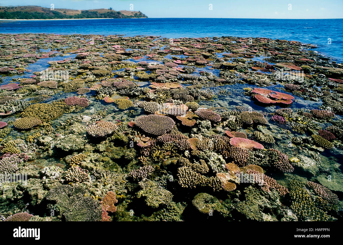 Reef flat with dense growth of coral on the island of nananuIRa