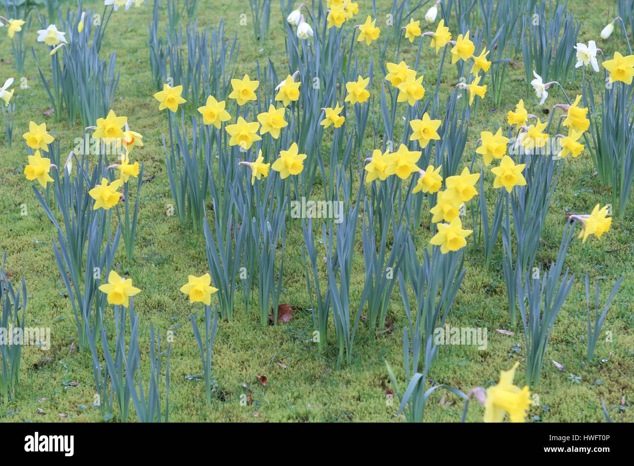 Daffodils next to a downhill road near Goring in Oxfordshire Stock Photo