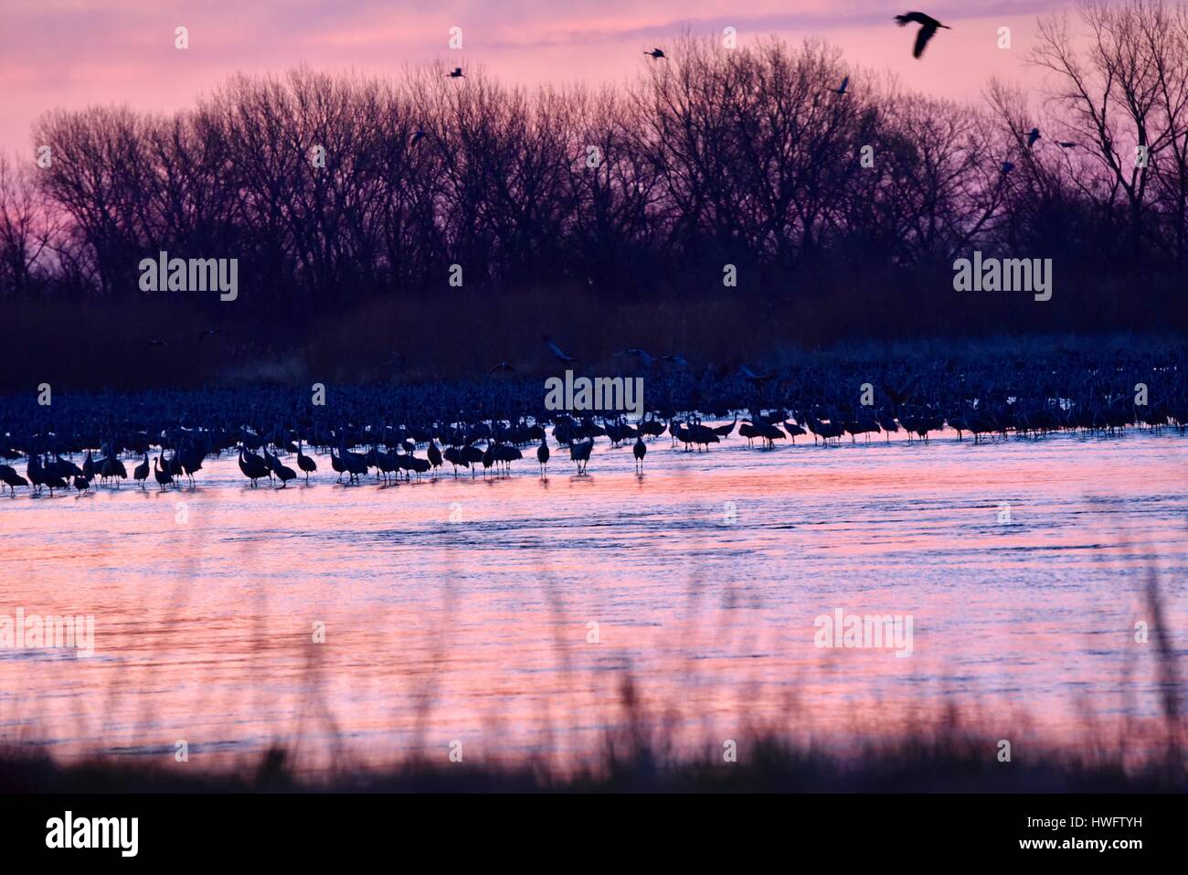 Wood River, Nebraska, USA,  20th March, 2017. Among the world's great animal migrations, the Sandhill Cranes awake and take off at property managed by the Crane Trust, Wood River, Nebraska. The spring migration population of sandhill cranes in the Central Nebraska Flyway is estimated at 650,000. More than 80 percent of the world's population of sandhill cranes converge on Nebraska's Platte River valley, a critical sliver of threatened habitat in North America's Central Flyway. Credit: John D. Ivanko/Alamy Live News Stock Photo