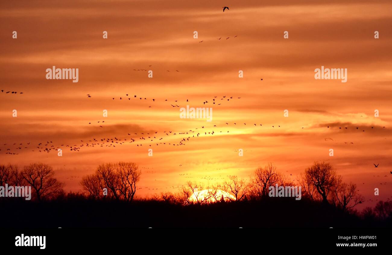 Wood River, Nebraska, USA, 20th March, 2017. Among the world's great animal migrations, the